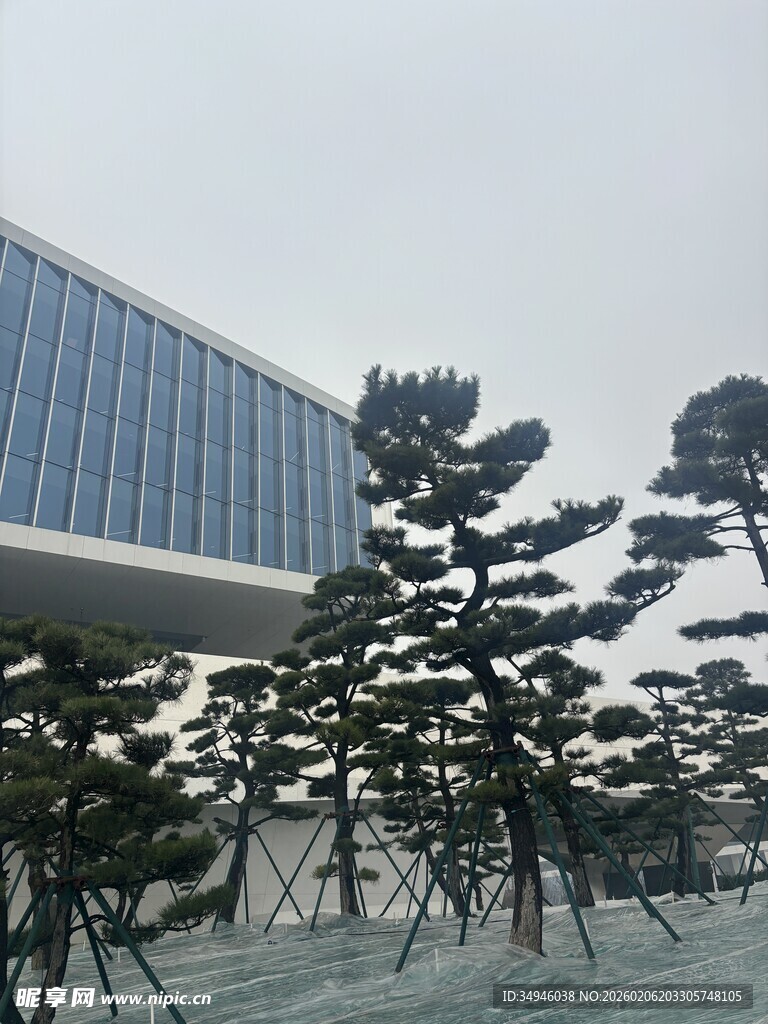 现代建筑旁的造型松树