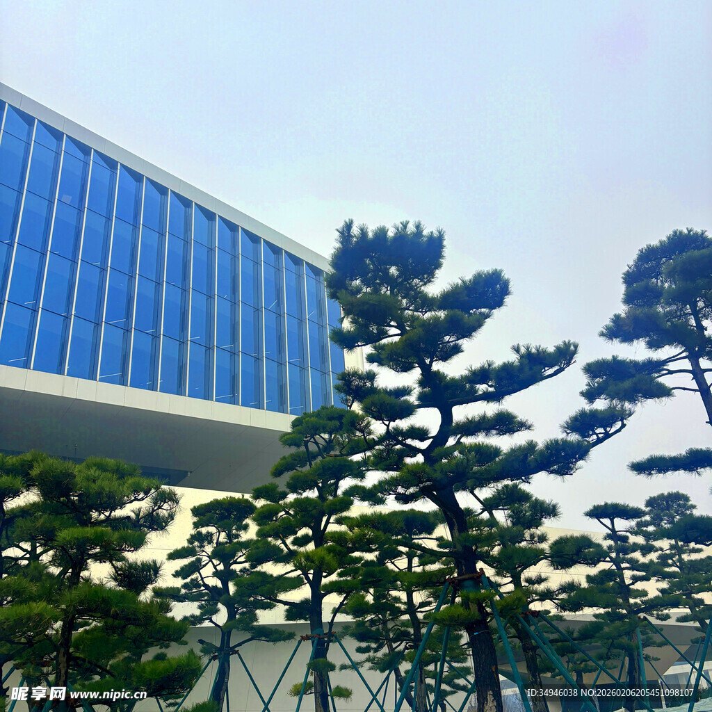 现代建筑旁的造型松树