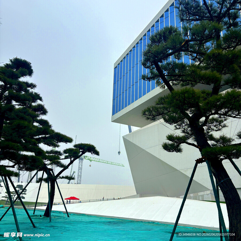 现代建筑旁的翠绿景观树