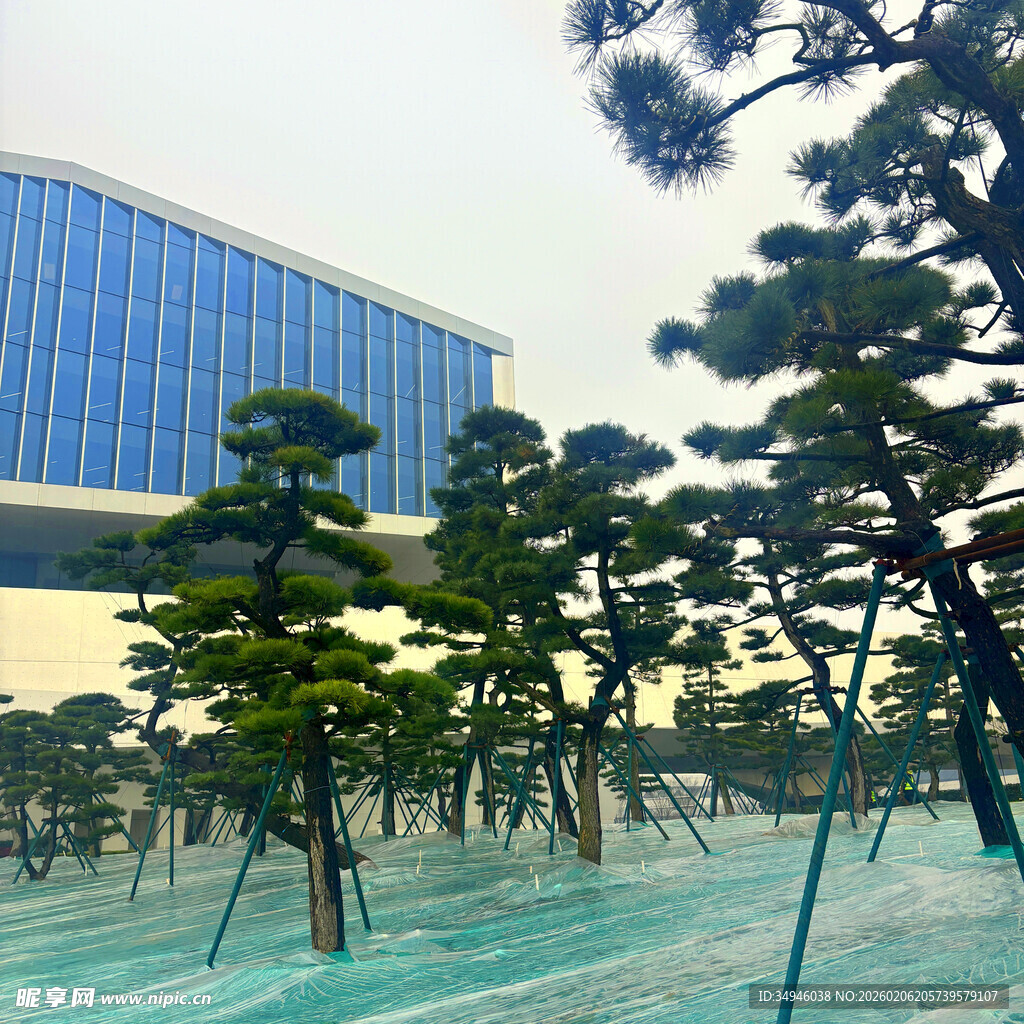 现代建筑旁的造型松树景