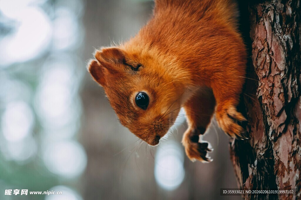 树上的红松鼠
