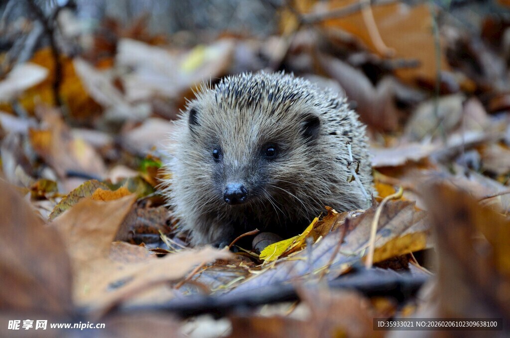 落叶中的小刺猬