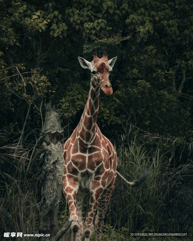 野外站立的长颈鹿