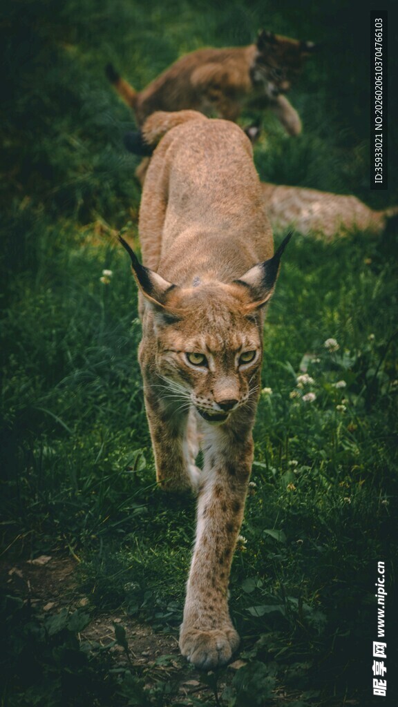 行走在草丛中的山猫