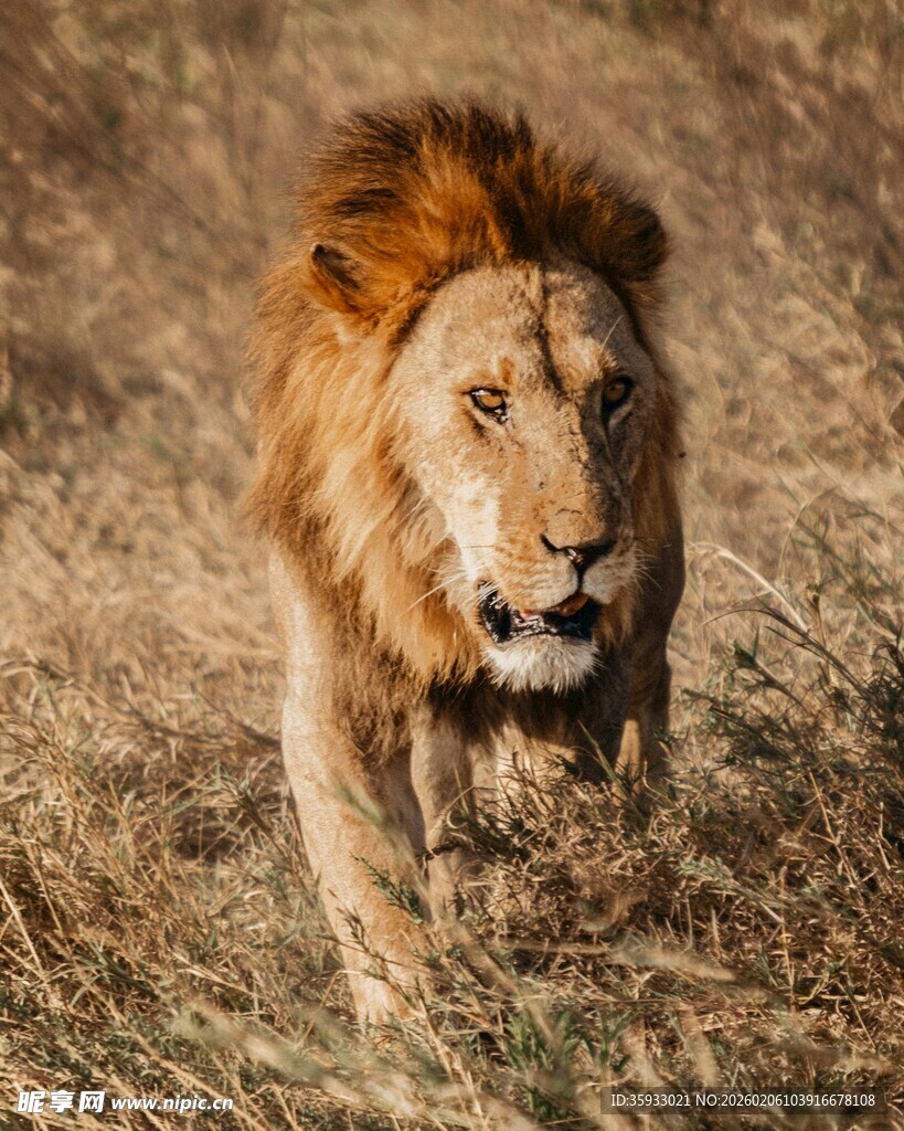 草原雄狮漫步