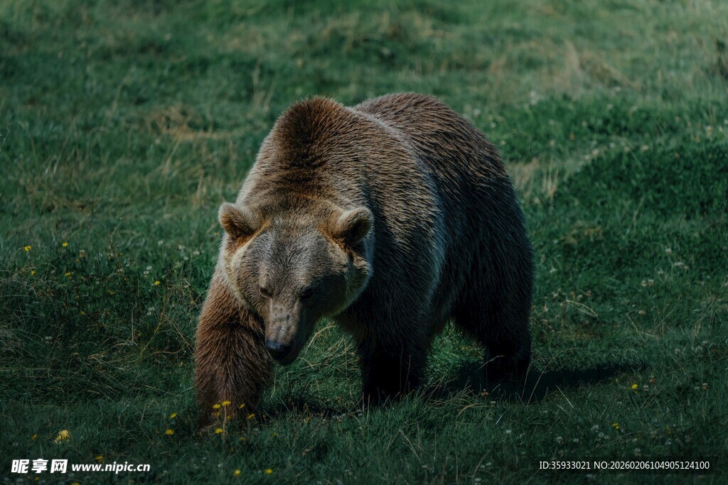 草原上的棕熊