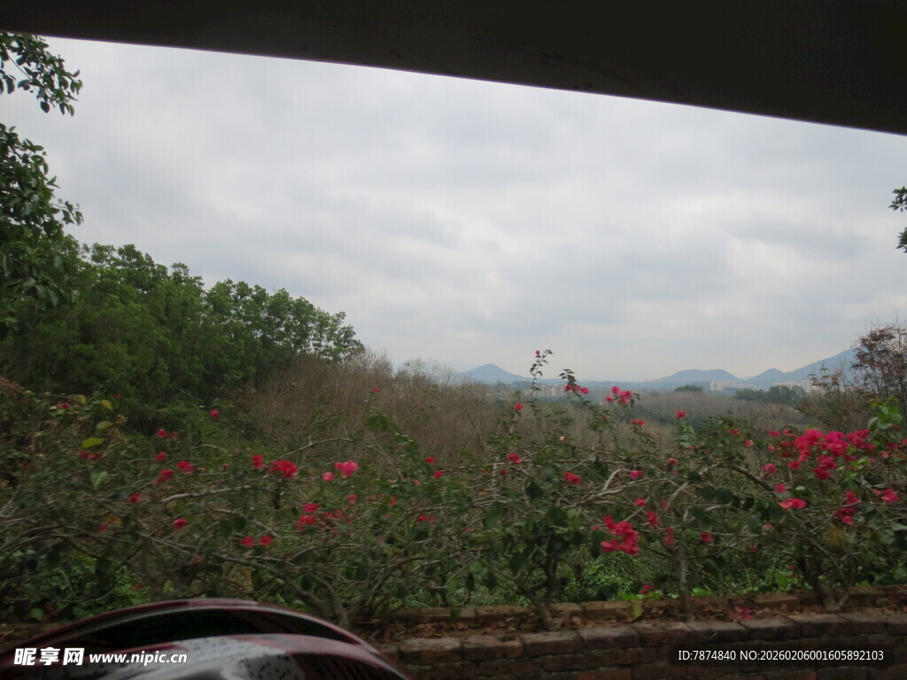 三亚车窗外的繁花绿植景观