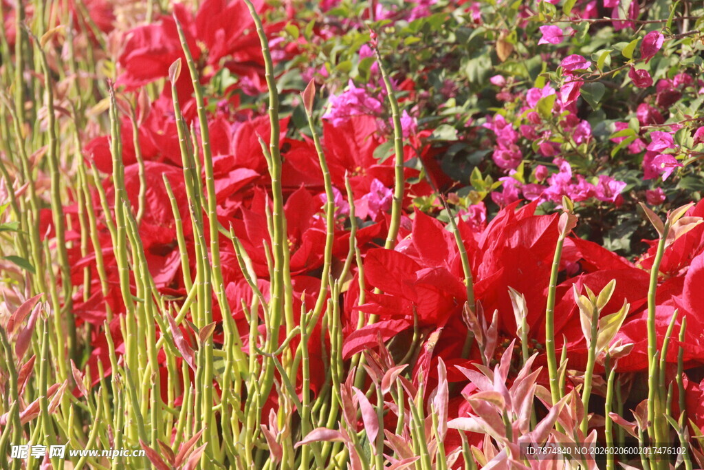艳丽红花朵朵绽放