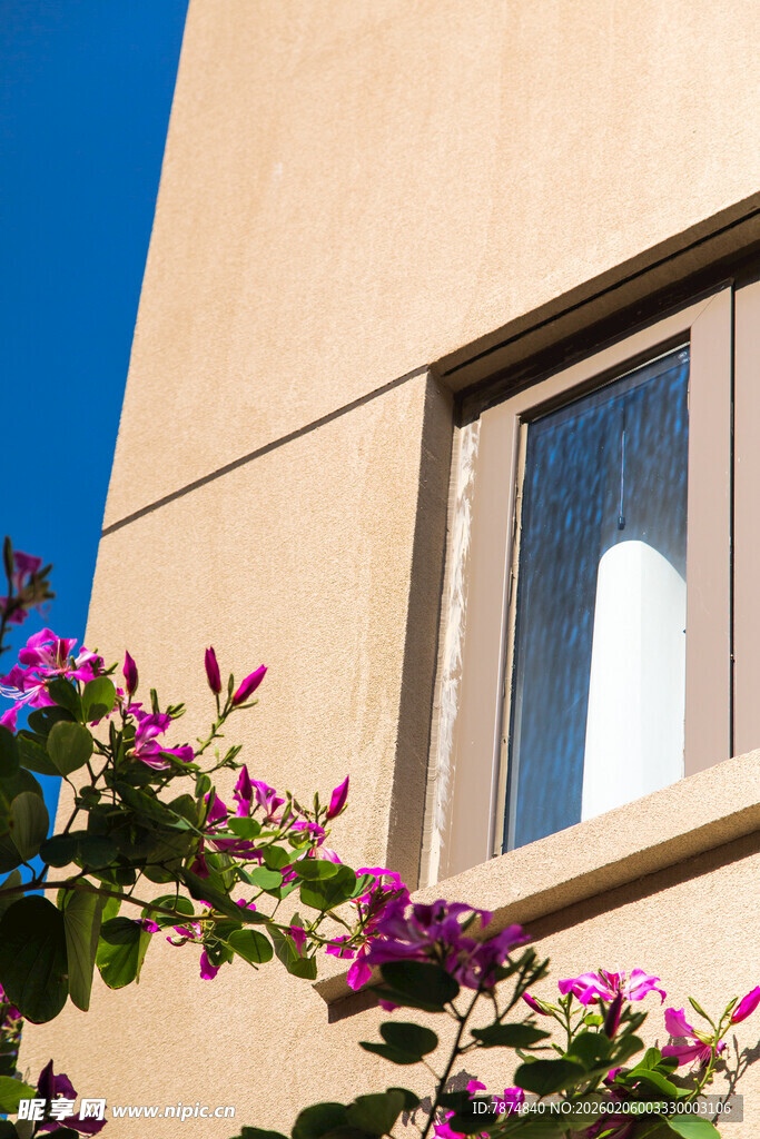 窗边绽放的艳丽紫花