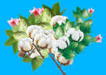 绽放的棉花枝