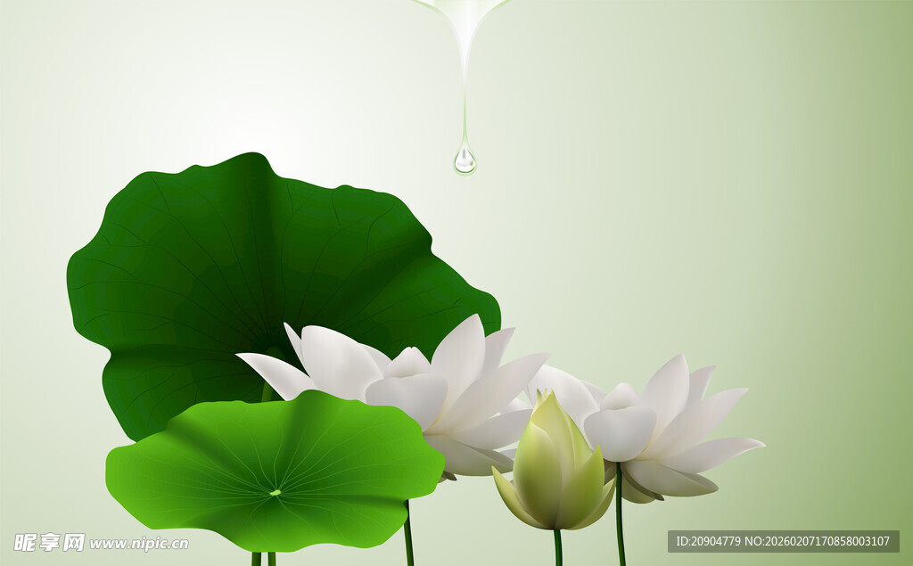 清新荷花与荷叶