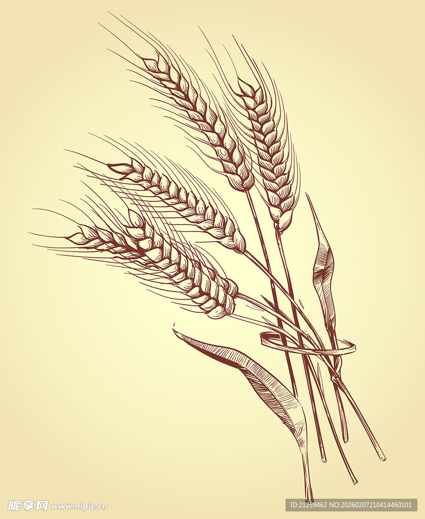 手绘麦穗与谷物