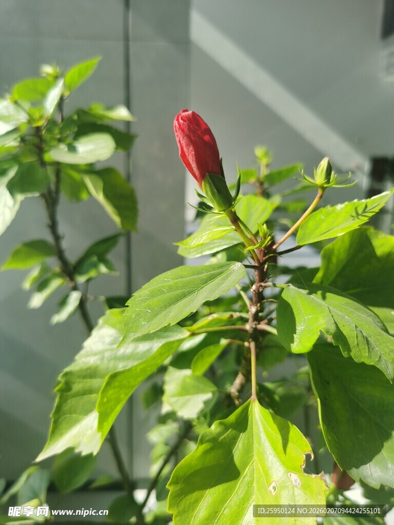 红苞绿叶的娇艳花卉