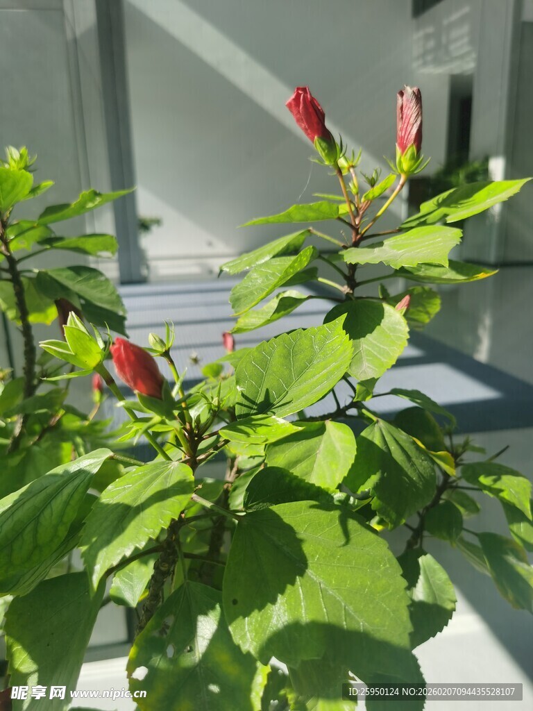 绿叶间的娇艳红色花朵