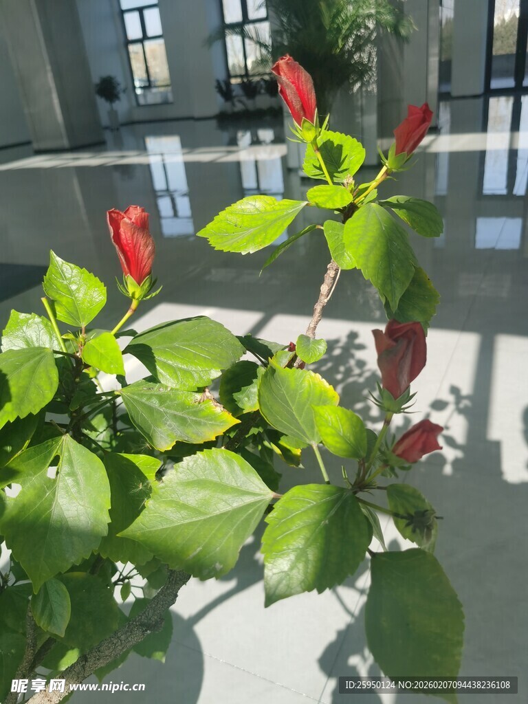 室内绿植绽放艳丽花朵