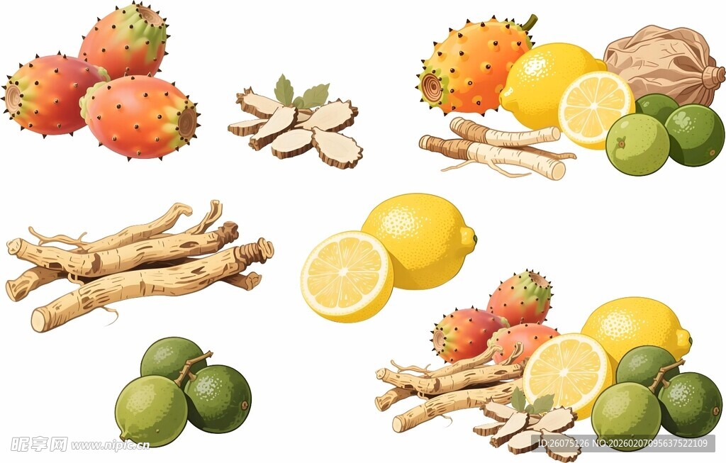 多样中药材插画图片