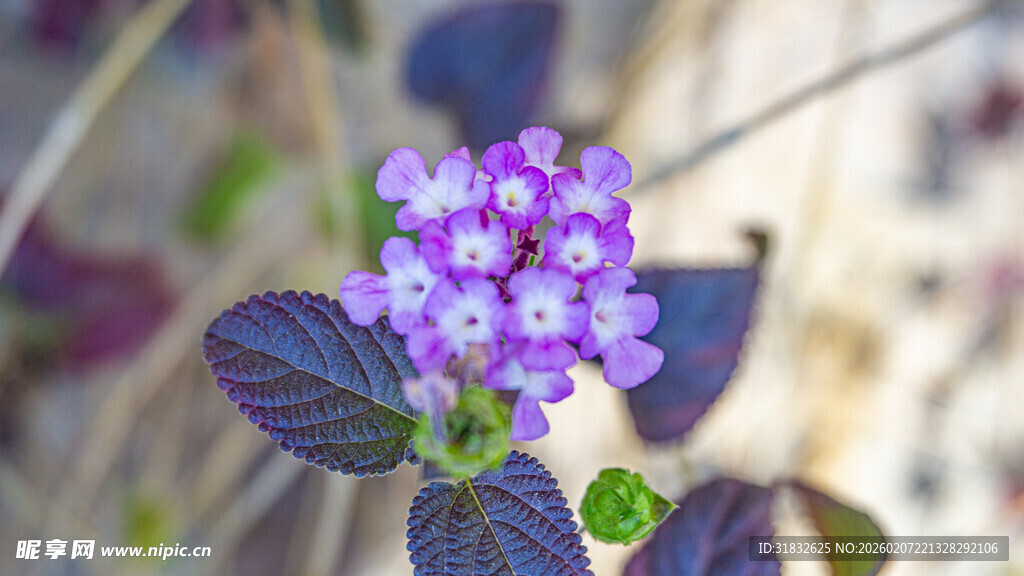 蔓马缨丹 紫色小花绽放