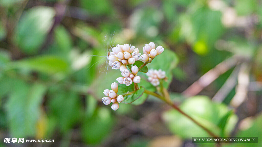 火炭母 白色小花特写
