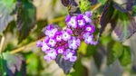 蔓马缨丹 紫色小花绽放于绿叶间