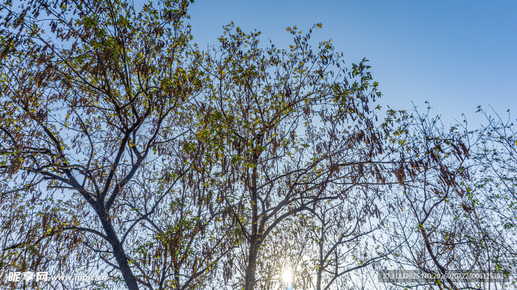 蓝天映衬下的繁茂树木