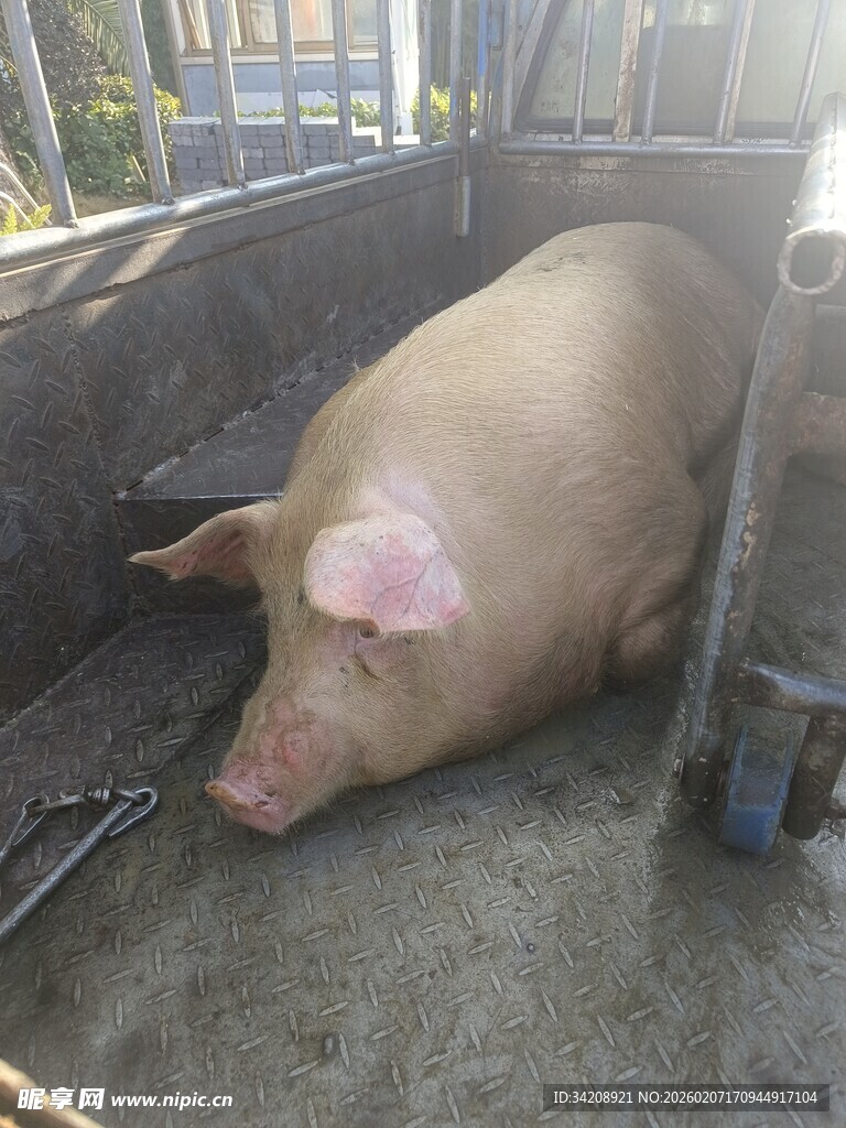 猪在车厢内安静休憩