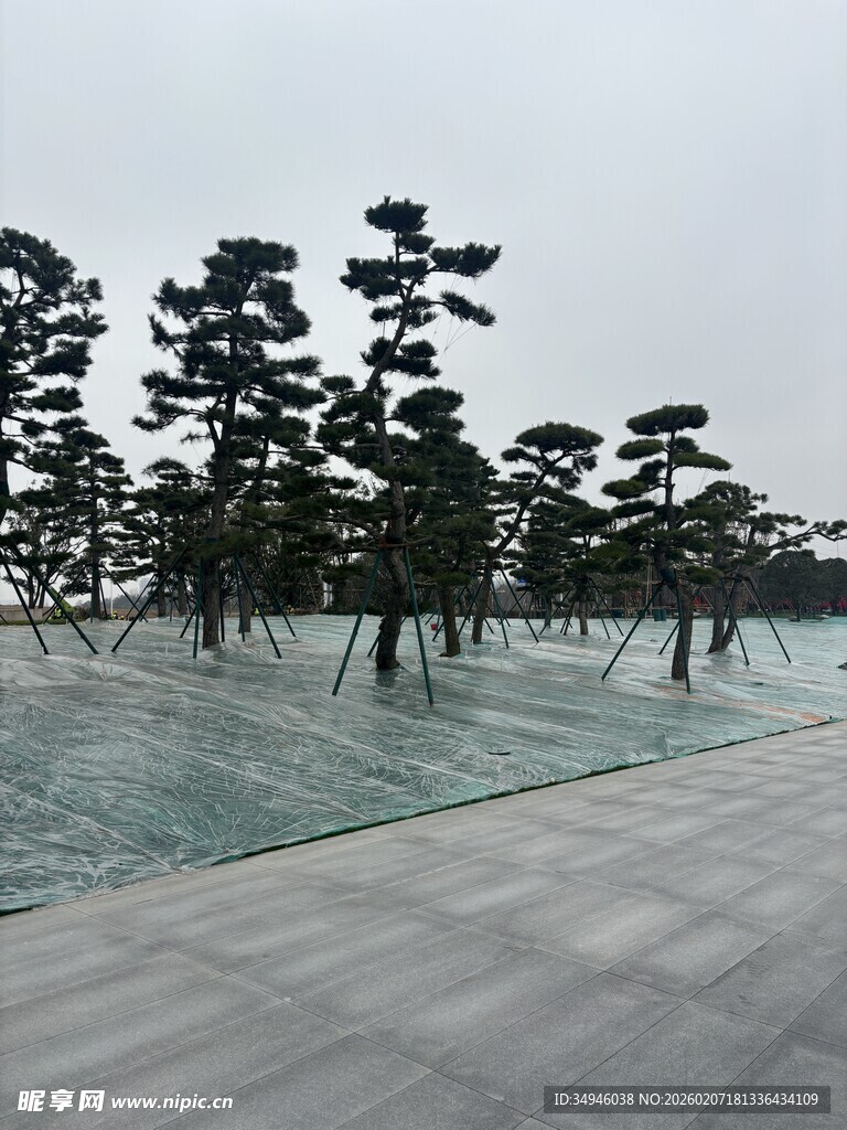 中式园林景观中的松树群