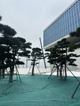 现代建筑前的造型松树景观