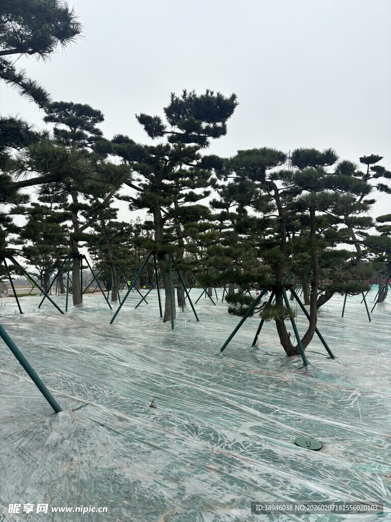 雪覆松树林景观