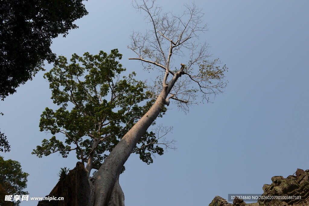 高耸枯树立于葱郁林间