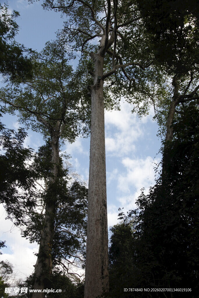 高耸入云的参天大树