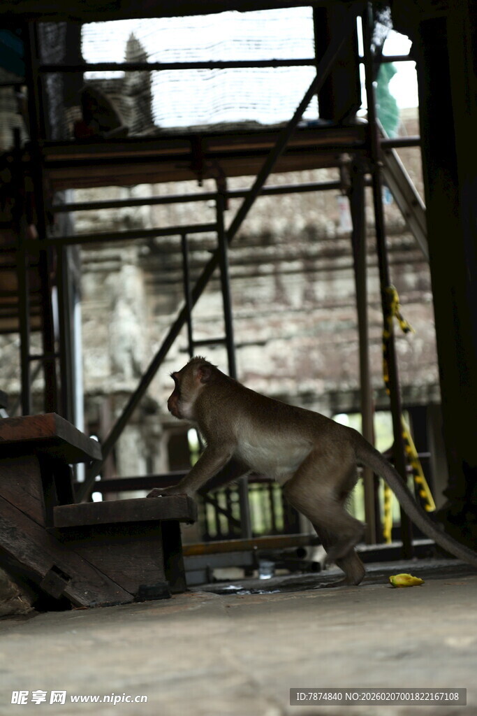 笼中老虎展示矫健身姿