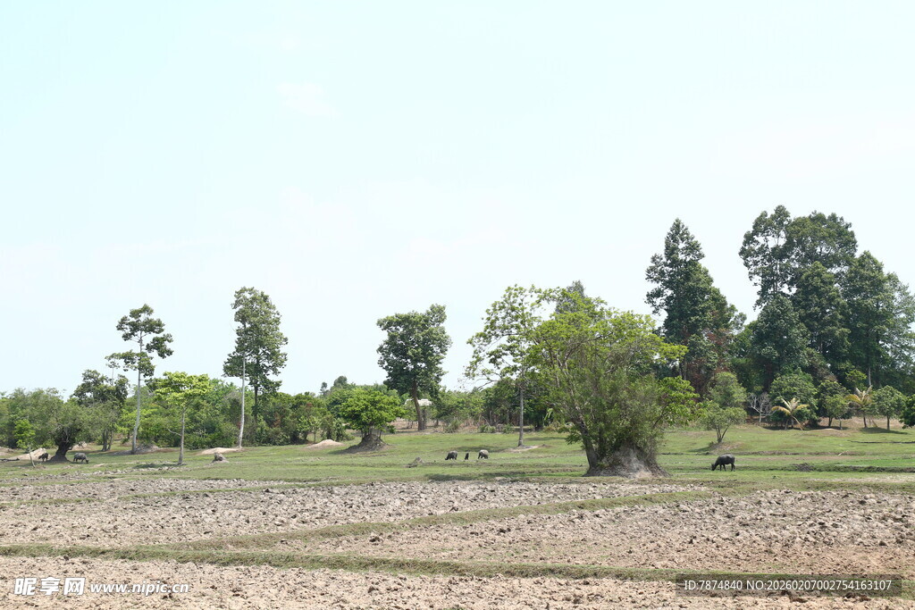 田野绿树风景图