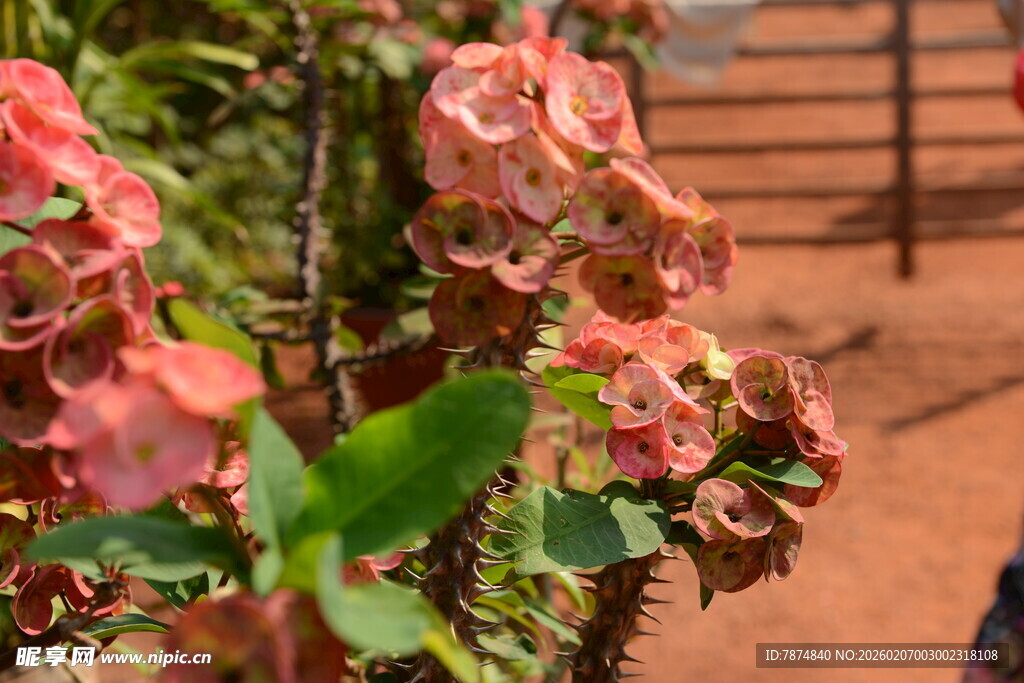 娇艳粉色虎刺梅绽放