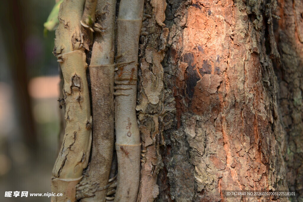 树皮纹理特写