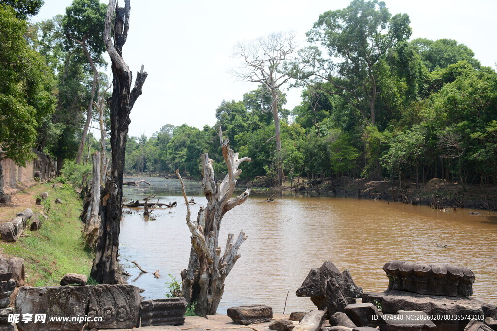 河畔枯树与繁茂绿植景观