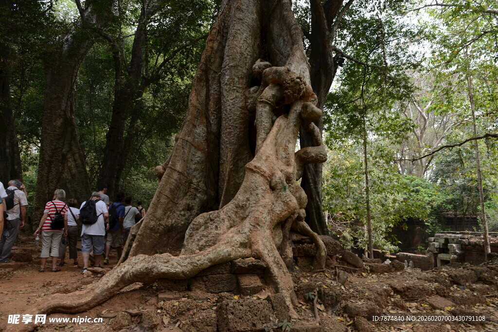 巨大盘根错节的古老树木