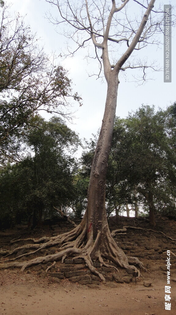 盘根错节的高大树木