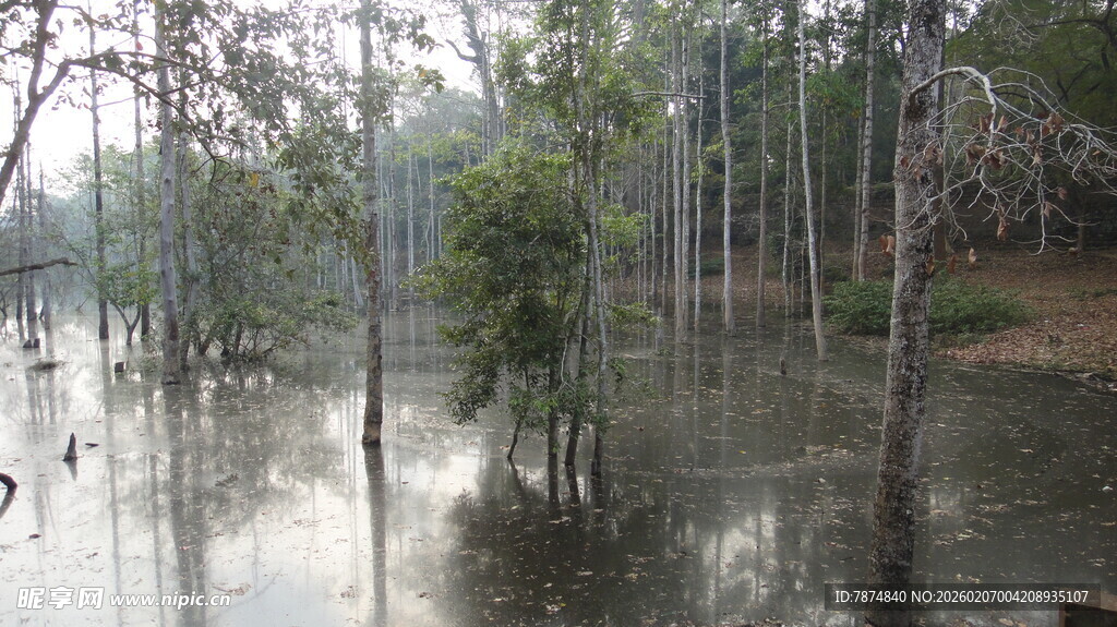 洪水淹没树林景象