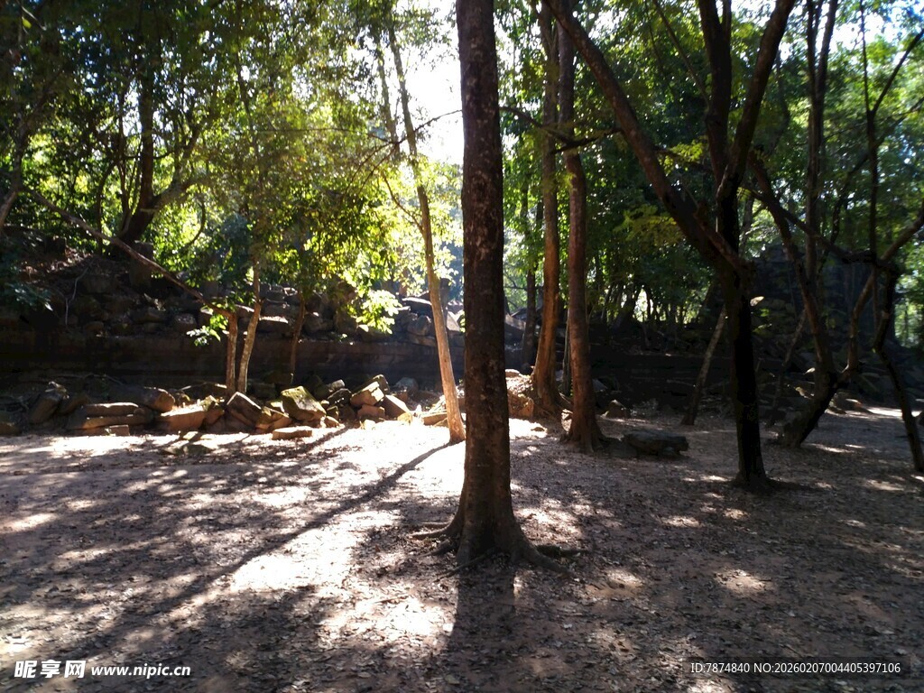 阳光洒落的静谧树林