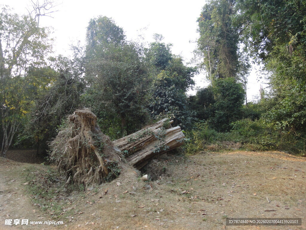 野外倒地枯树与周边植被