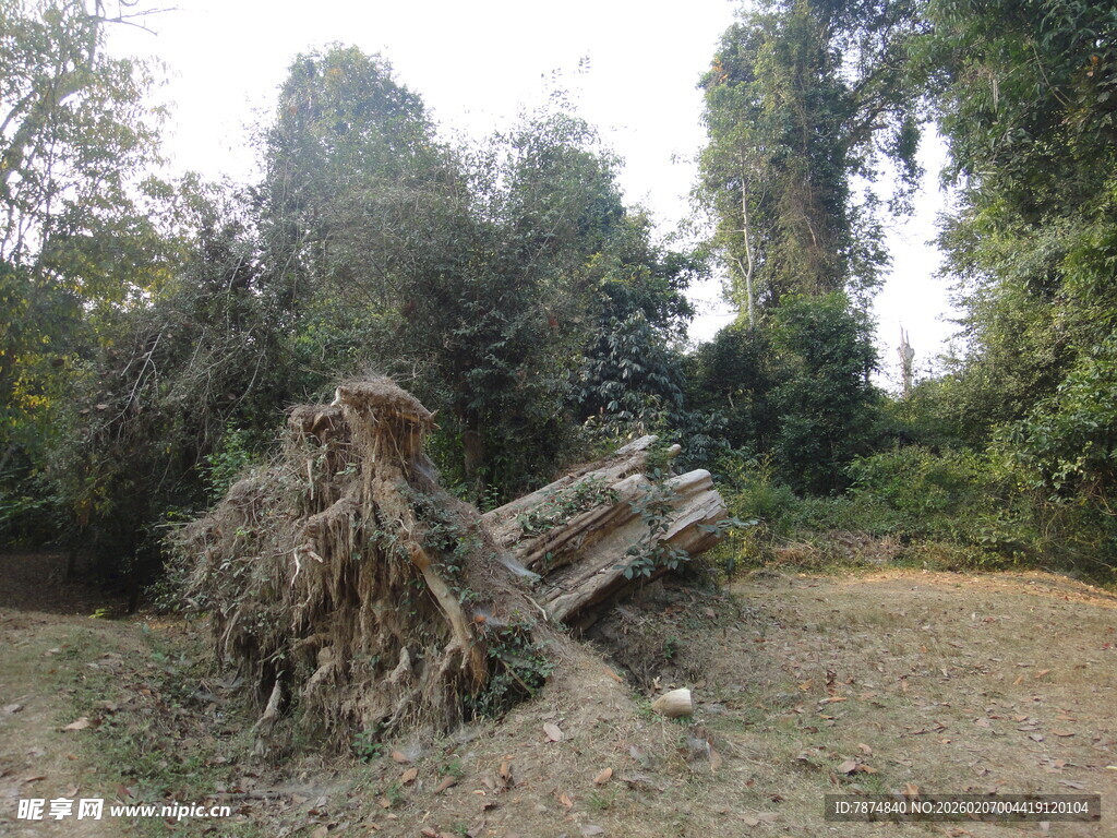 倒下的树木与周边植被景观