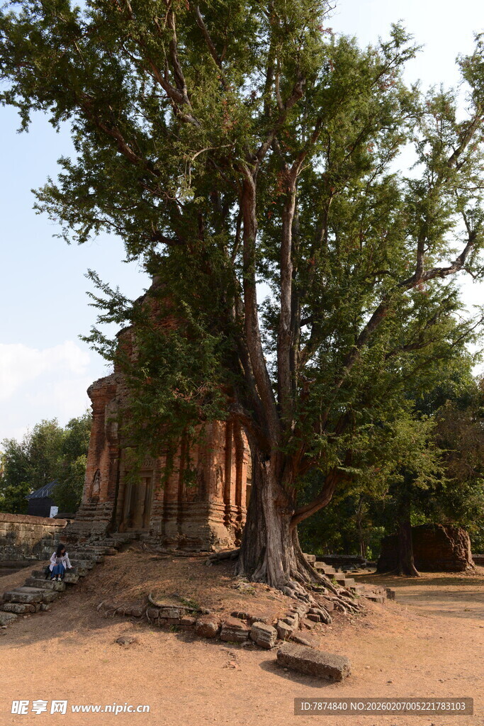柬埔寨古老庙宇旁的繁茂大树