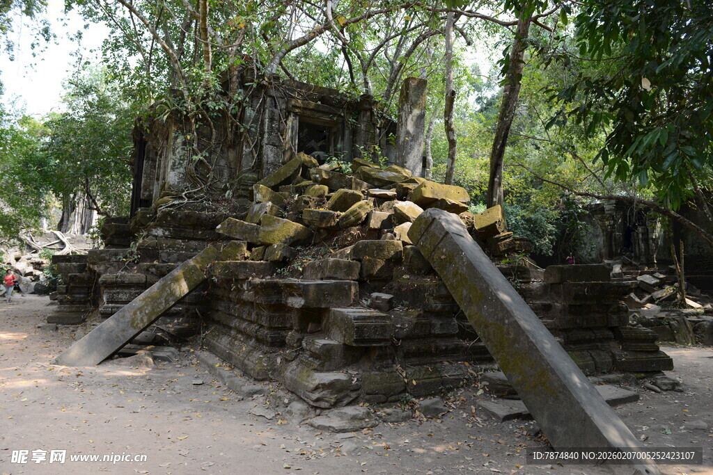 柬埔寨古老废墟被树木缠绕