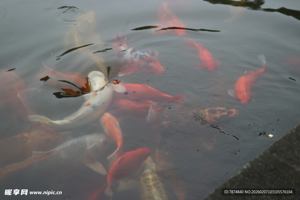 池塘中游动的多彩锦鲤