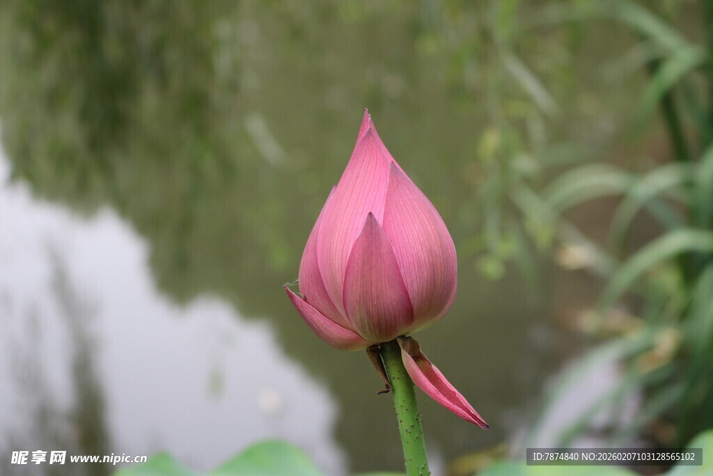 娇艳欲滴的粉色荷花