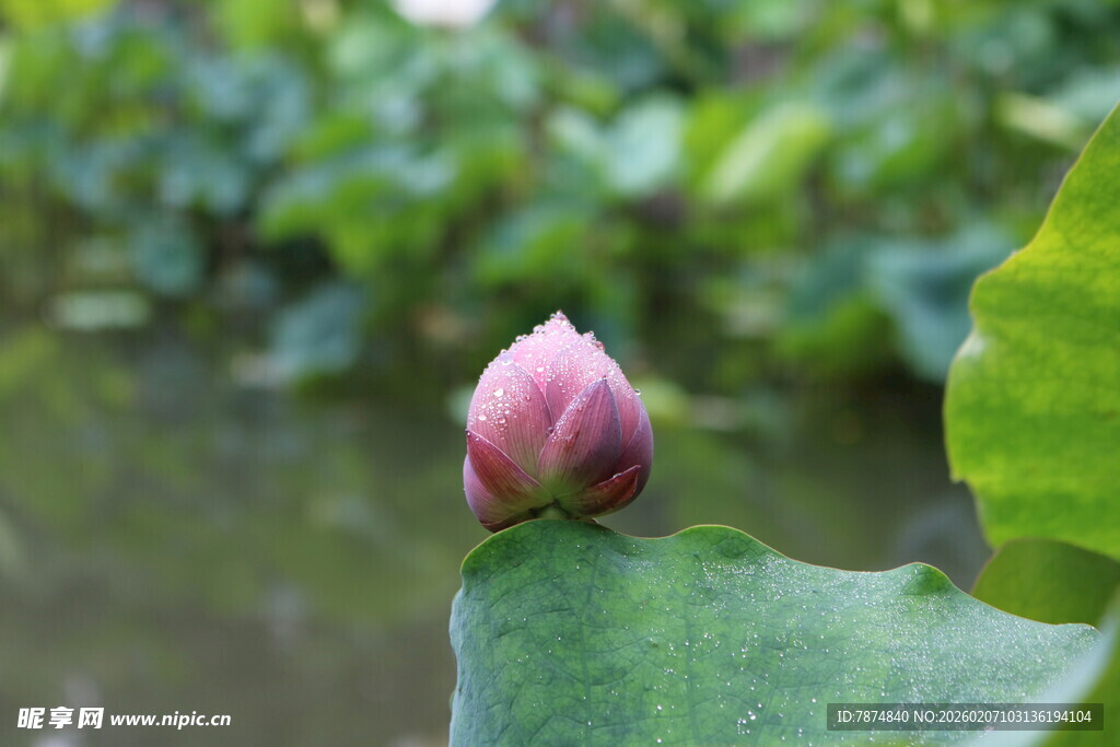 含苞待放的娇艳荷花