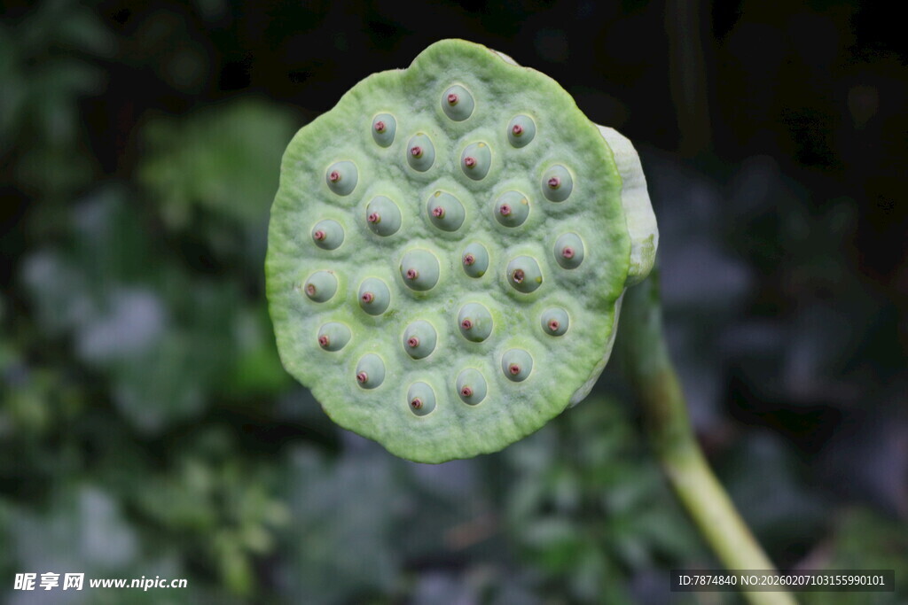 莲蓬特写