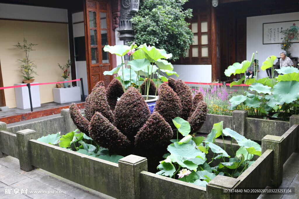 中式庭院中的别致荷花池
