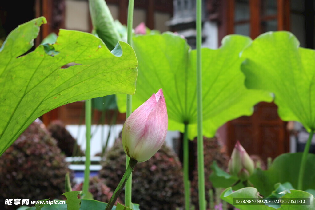含苞待放的粉嫩荷花