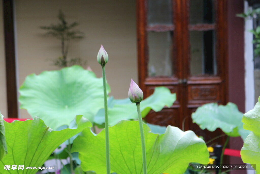 窗前绽放的清新荷花